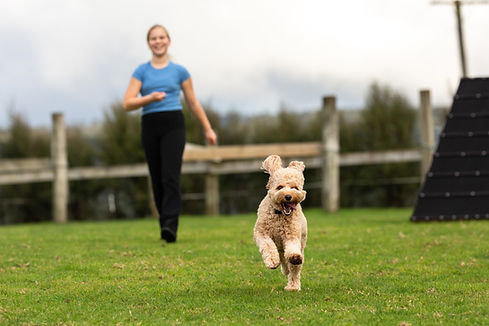 Happy dog at Positively Together dog training class Katikati NZ