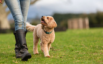 A dog heels politely beside his own at Basc Manners dog training class Katikati Omokoroa