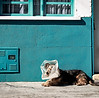 Veterinary Services