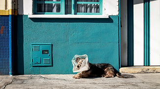 Veterinary-Services