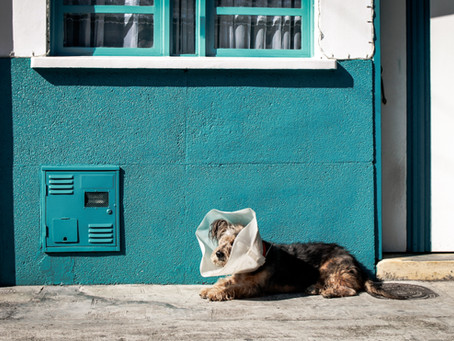 Fee versus Free: Animal Adoption