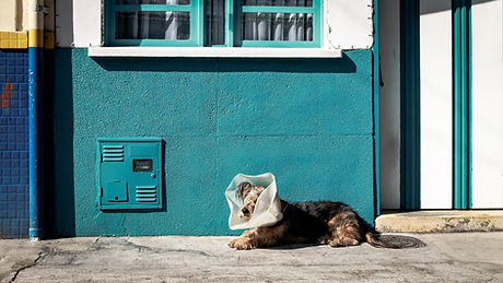 Veterinary-Services