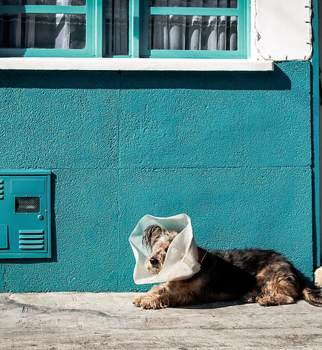 Veterinary-Services