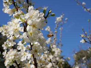 オーストラリアの春の季語