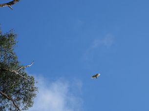 雨上がりの庭で