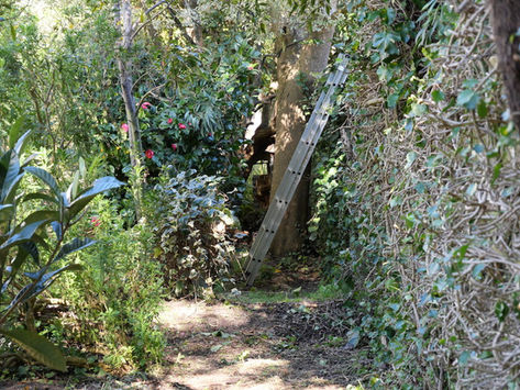 柚子（レモン）胡椒を作ってみたり