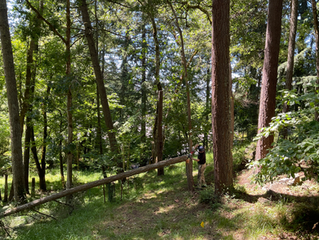 Mature Trees May Be Protecting Homes From Wildfire. Fire Defense Guidelines Haven’t Caught Up.