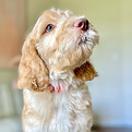 Cream labradoodle puppy looking up