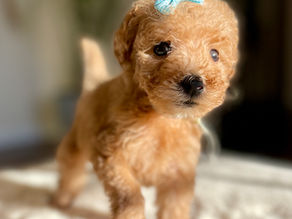 I Love U Back Labradoodle Puppy With a Blue Bow On