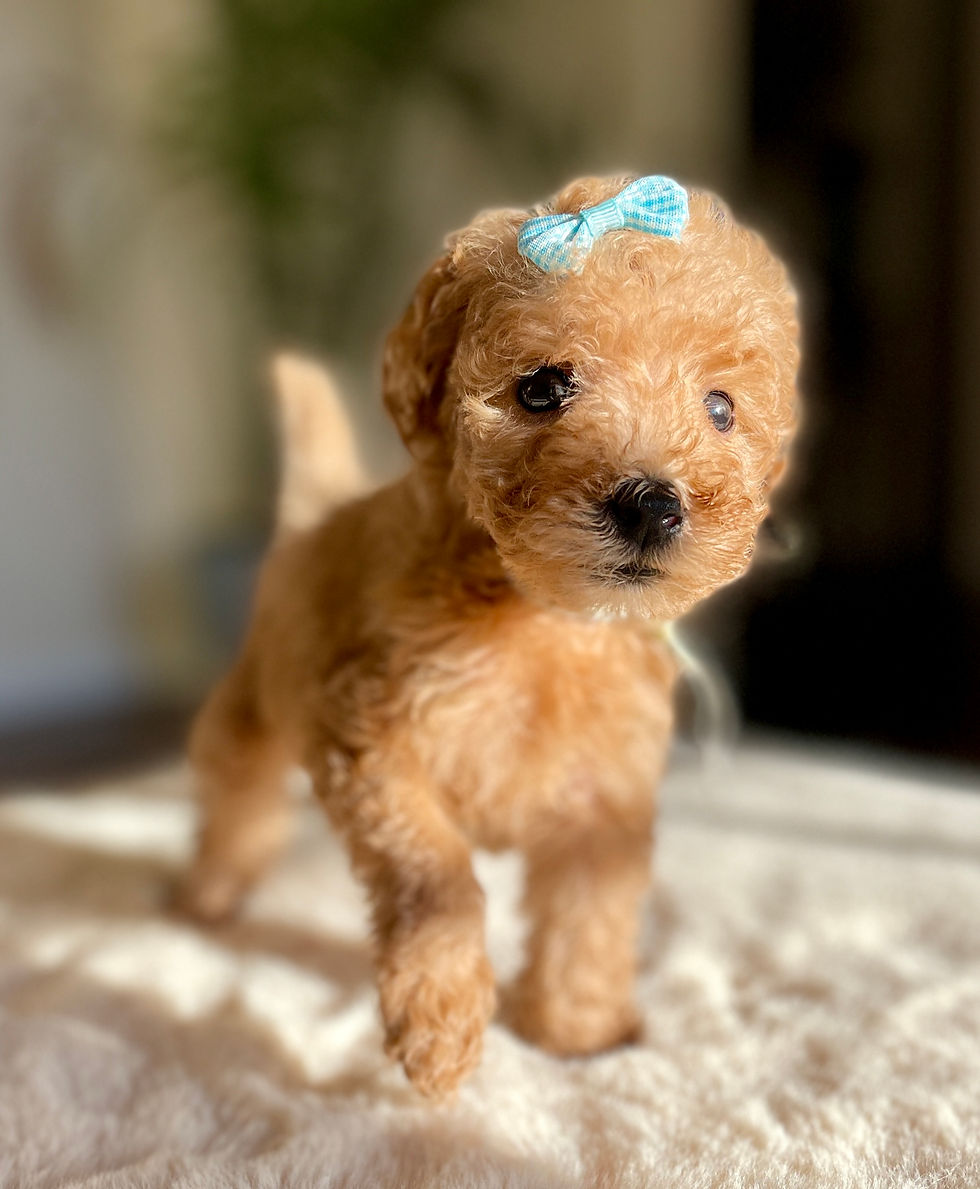 I Love U Back Labradoodle Puppy With a Blue Bow On