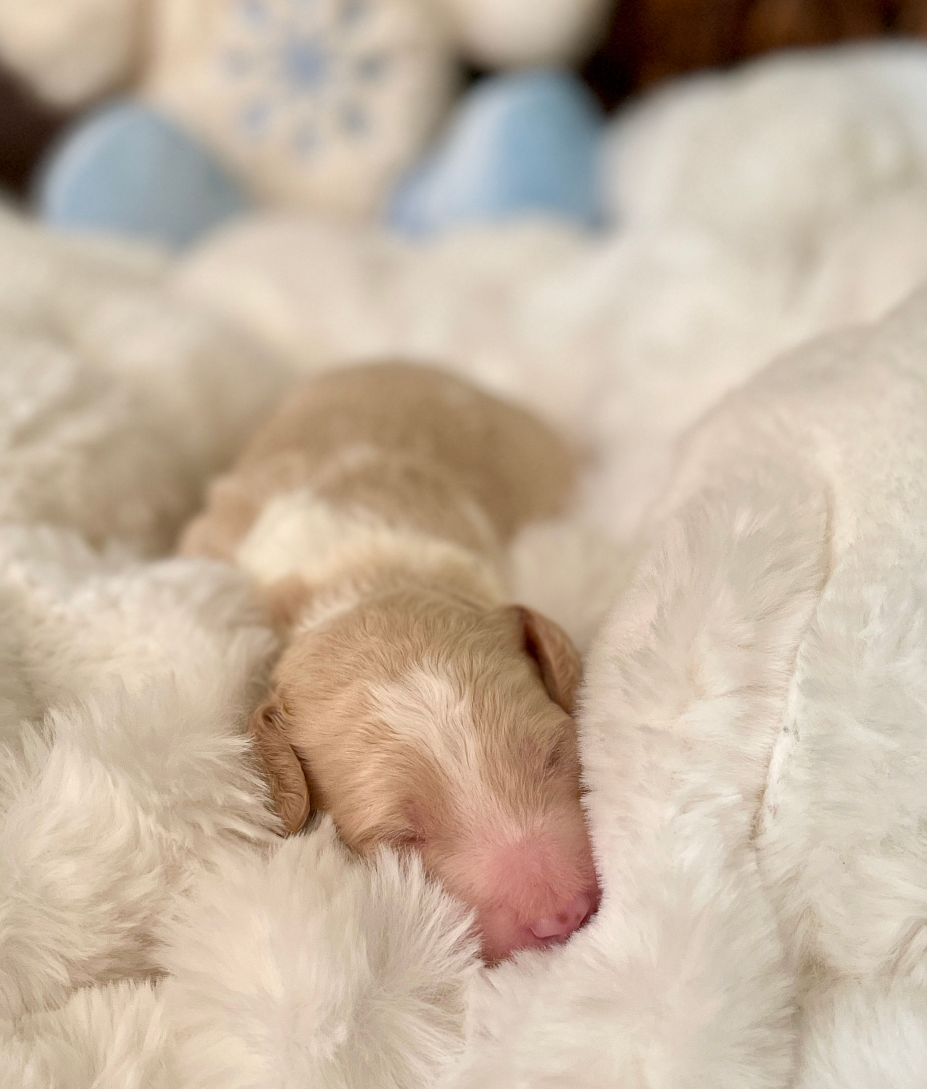 Cole - MALE