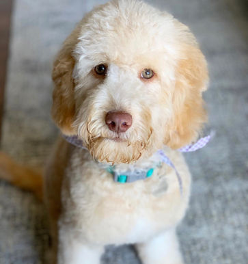 Customer Image- Apricot Labradoodle
