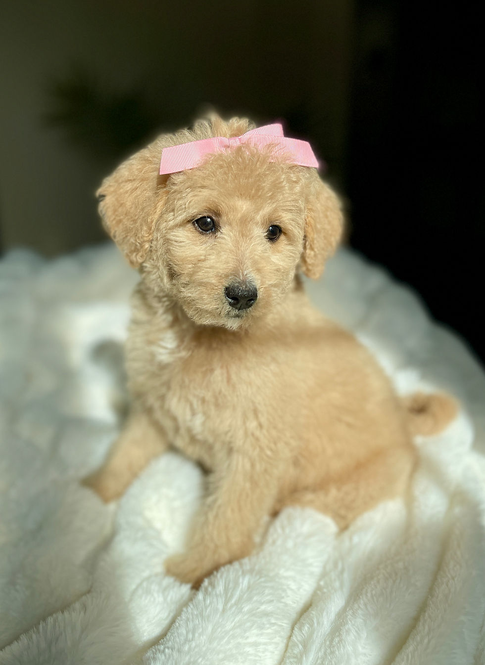 Thumbnail: Piper (female)