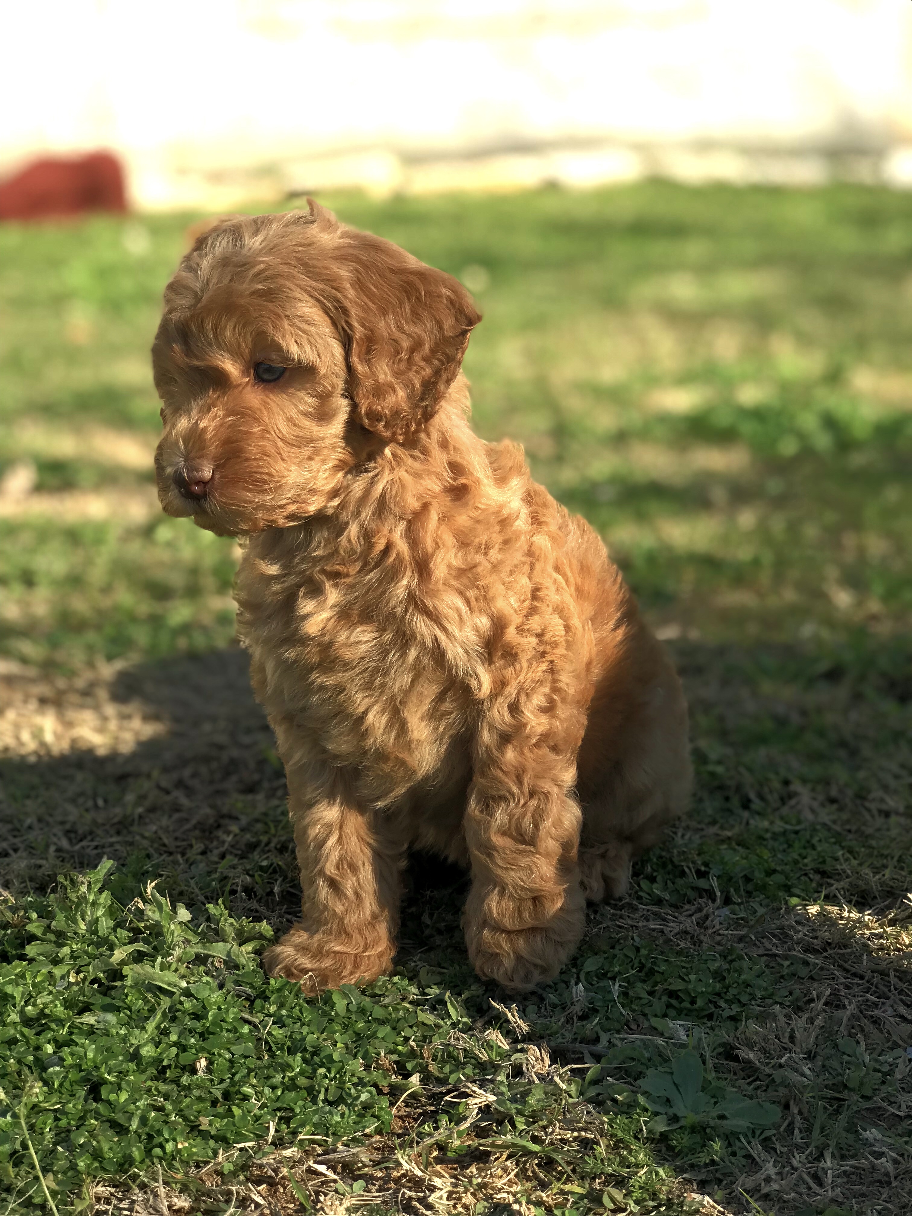 Writer: ILoveUBack Labradoodles