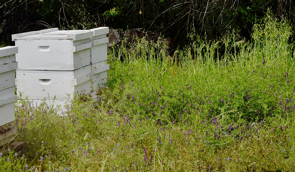 Backyard Beehive