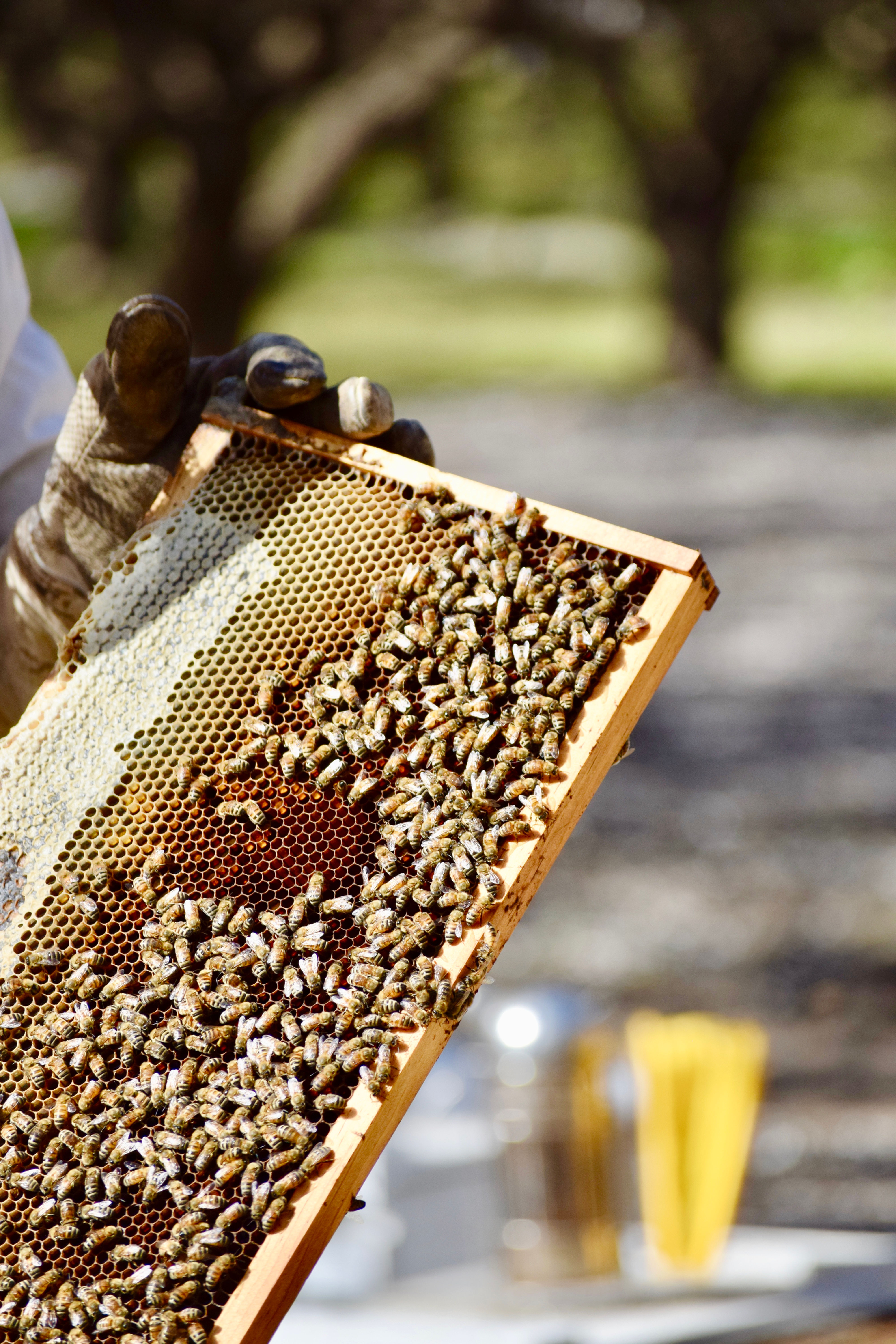 Packaged Bees (REMAINING BALANCE)