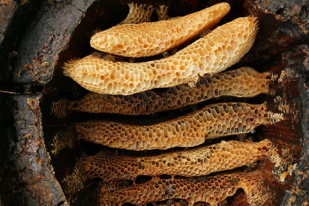 5 Amazing Natural Beehives