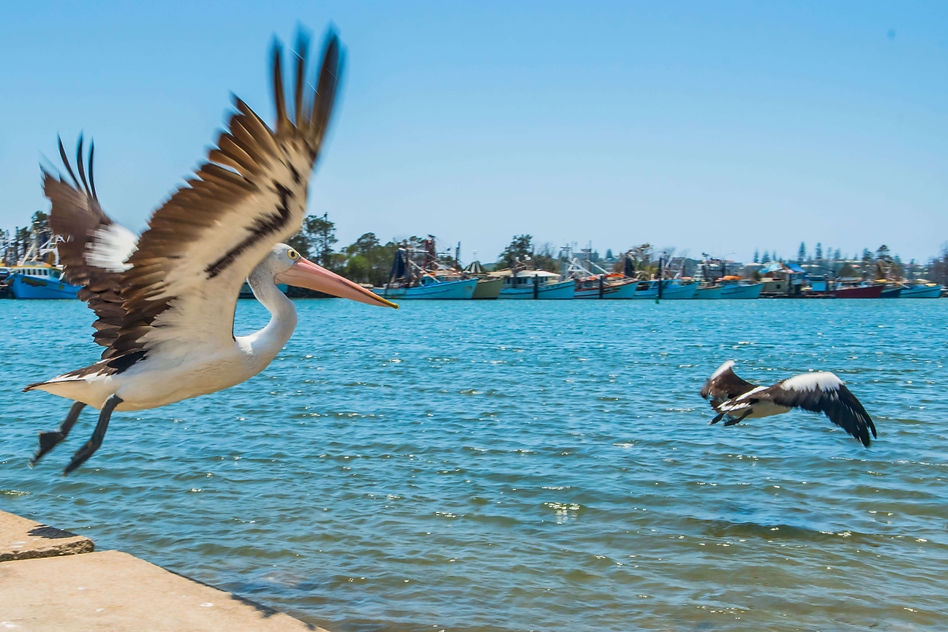 PELICANS IN FLIGHT - moby dick