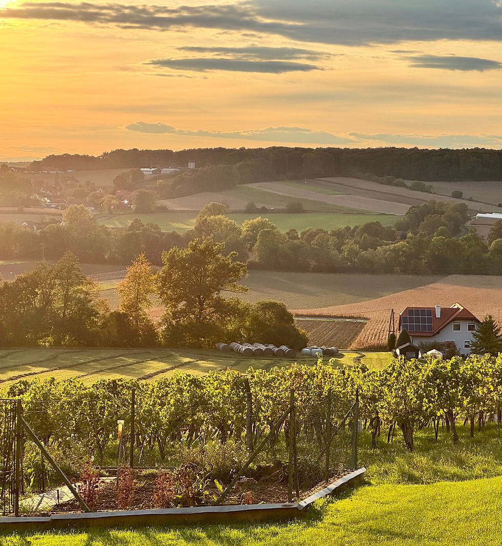 Idyllische Landschaft bei Sonnenuntergang mit Weingärten und Häusern in der Ferne