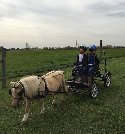 Carriage Driving Oshawa