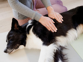 Corinnas_Hundephysiotherapie-Mobile Hundemassage_.jpg
