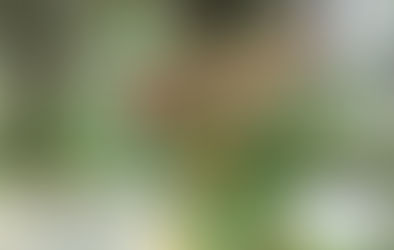 Mindful Wildcrafting