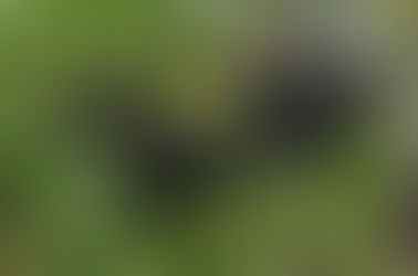 Tree Medicine for the Sustainable Apothecary