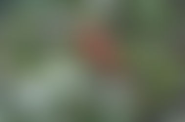 Ethical Wildcrafting Guidelines