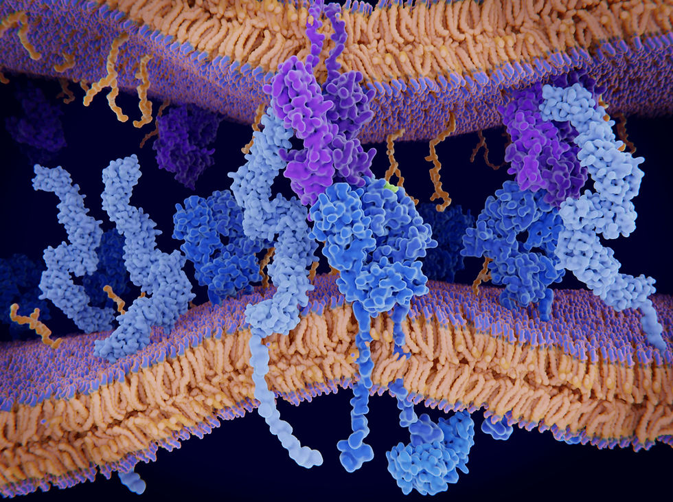 Muscle cell protein synthesis after workout enhanced by Ascent native whey protein powder.