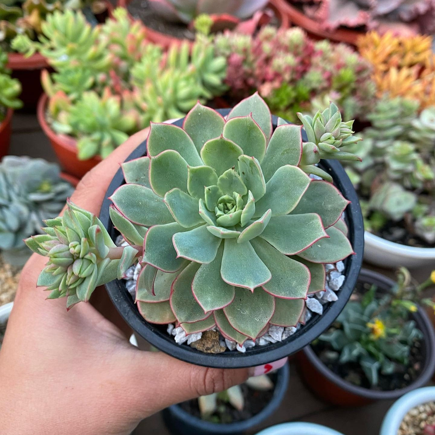 Echeveria Deren Oliver