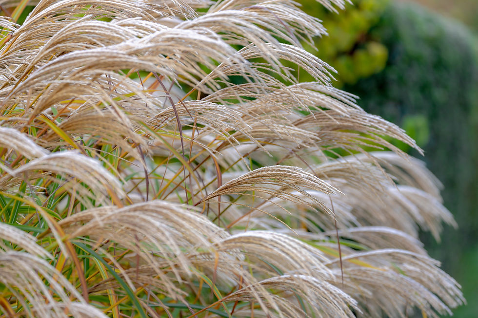 Miscanthus sinensis serengeti prachtriet plantweb
