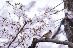 君は桜を見ていた