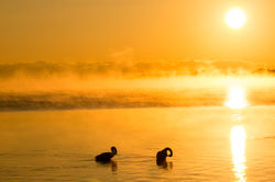 放射冷却スワンⅡ