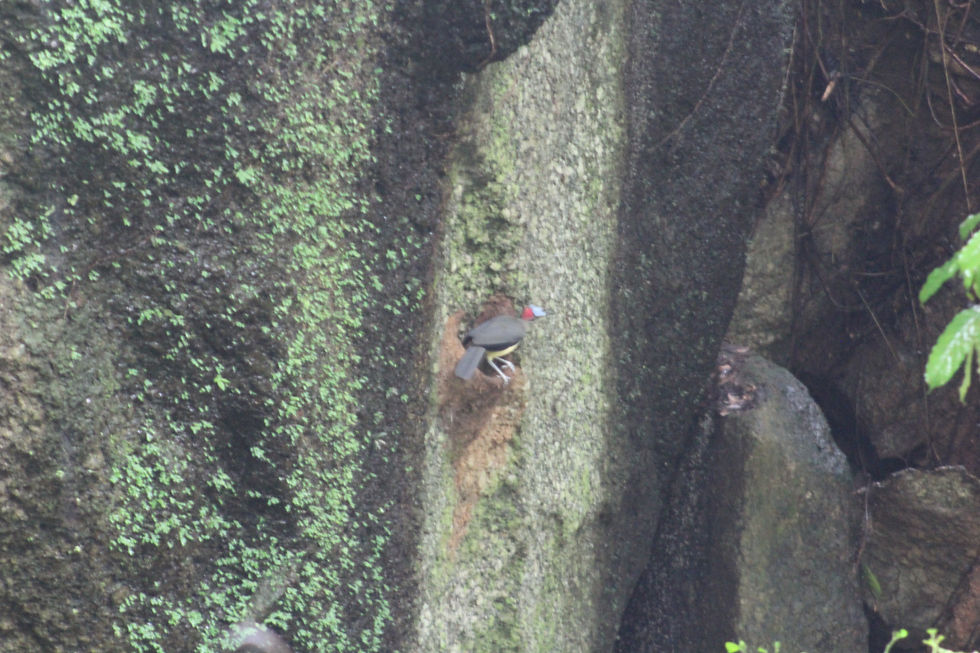 Plate 5: The picathartes oreas observed on the nest