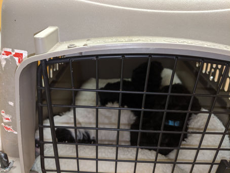 The first vet visit -- 6 weeks old