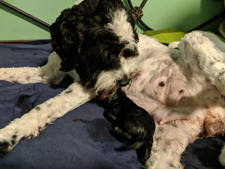 Willow Has Puppies!