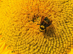 Acupuncture for Allergies, bee on a flower with pollen