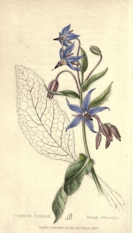 Thumbnail: Ώριμη & Κουρασμένη Επιδερμίδα-Mature Skin Cream