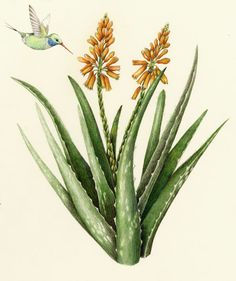 Thumbnail: Κανονική & Μικτή Επιδερμίδα-Normal to Combination Skin