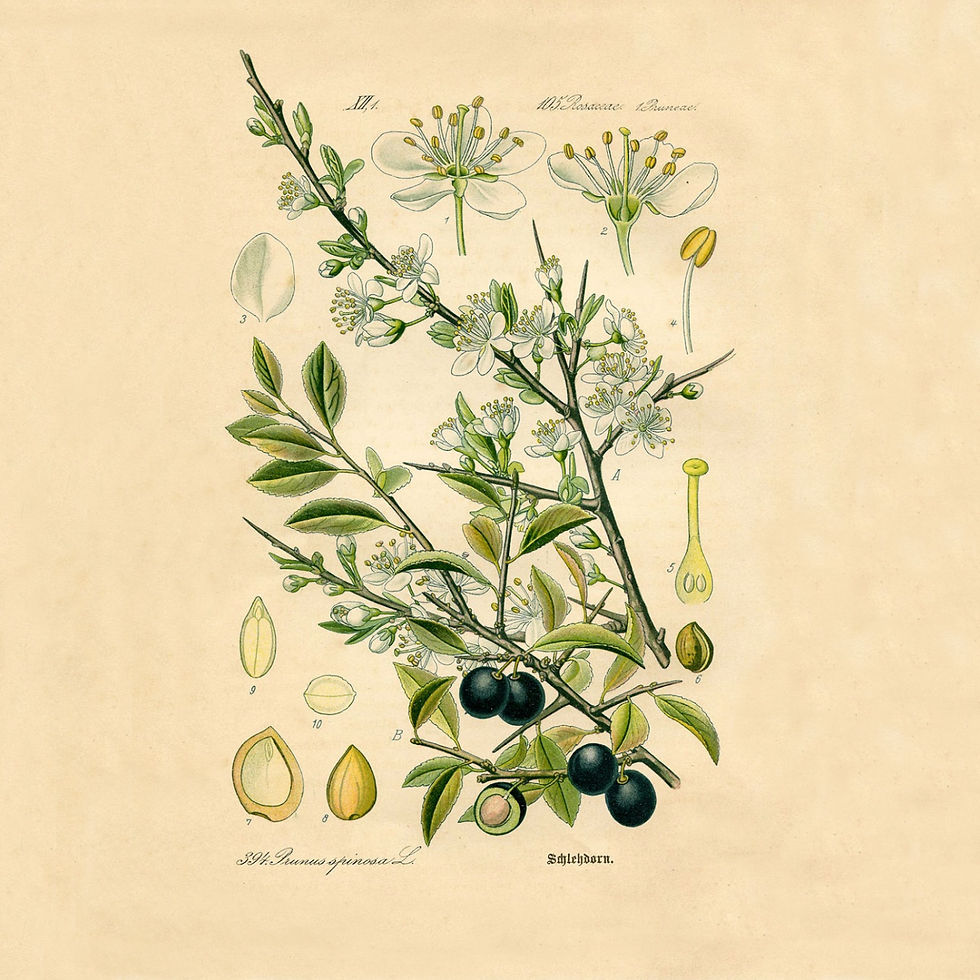 Thumbnail: Ευαίσθητη & Ξηρή Επιδερμίδα-Dry & Sensitive Skin