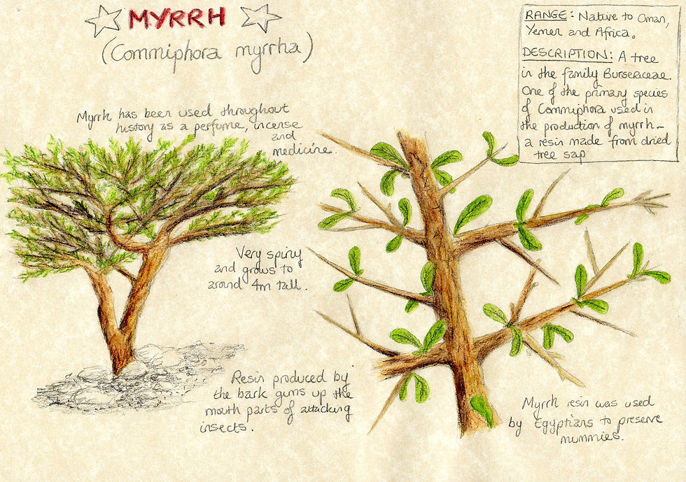 Thumbnail: Ορός Προσώπου Νυχτερινής Χρήσης-Night Use Face Serum