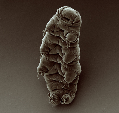 Tardigrades, The Most Mysterious Creature in the World, And Their Incredible Powers