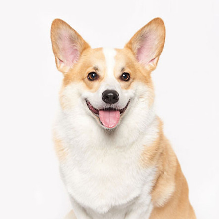 dog_daze bfg_edited.jpg