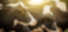 Cattle20at20Sunrise.jpg