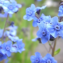 Myosotis