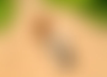 Luna gives Hoagie a run for his money on MacDonald Trail