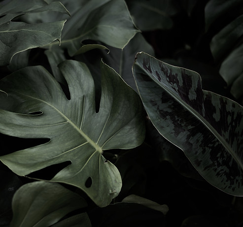 Tropical Leaves_edited.jpg