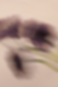 Celestial Stems (3).png
