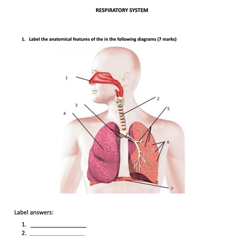 PE resources by PE Buddy. Health and Physical Education PowerPoints, lesson plans, worksheets, assessments, AI for PE