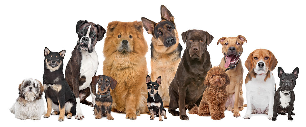 Group of twelve dogs sitting in front of a white background.jpg